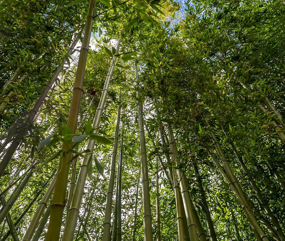 Bamboo grove growing toward the sky — bamboo grows up to 91 cm per day without pesticides