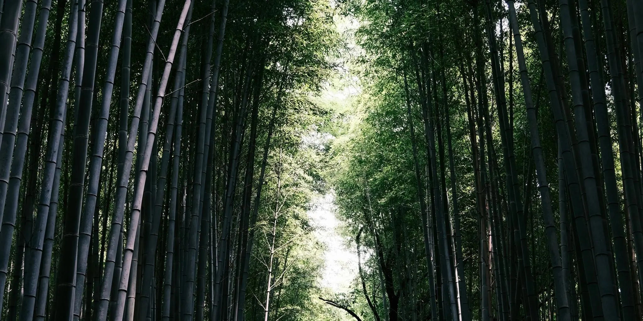 Tall bamboo forest — the renewable plant behind Monocore's bamboo fabric T-shirts