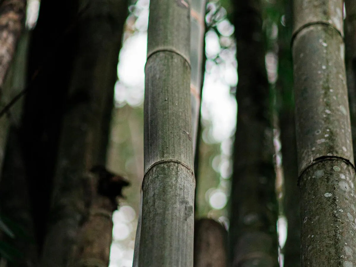 Close-up of bamboo stalks — the raw material of bamboo viscose fabric